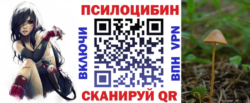 где купить наркотик  Губкинский  Галлюциногенные грибы Psilocybe 